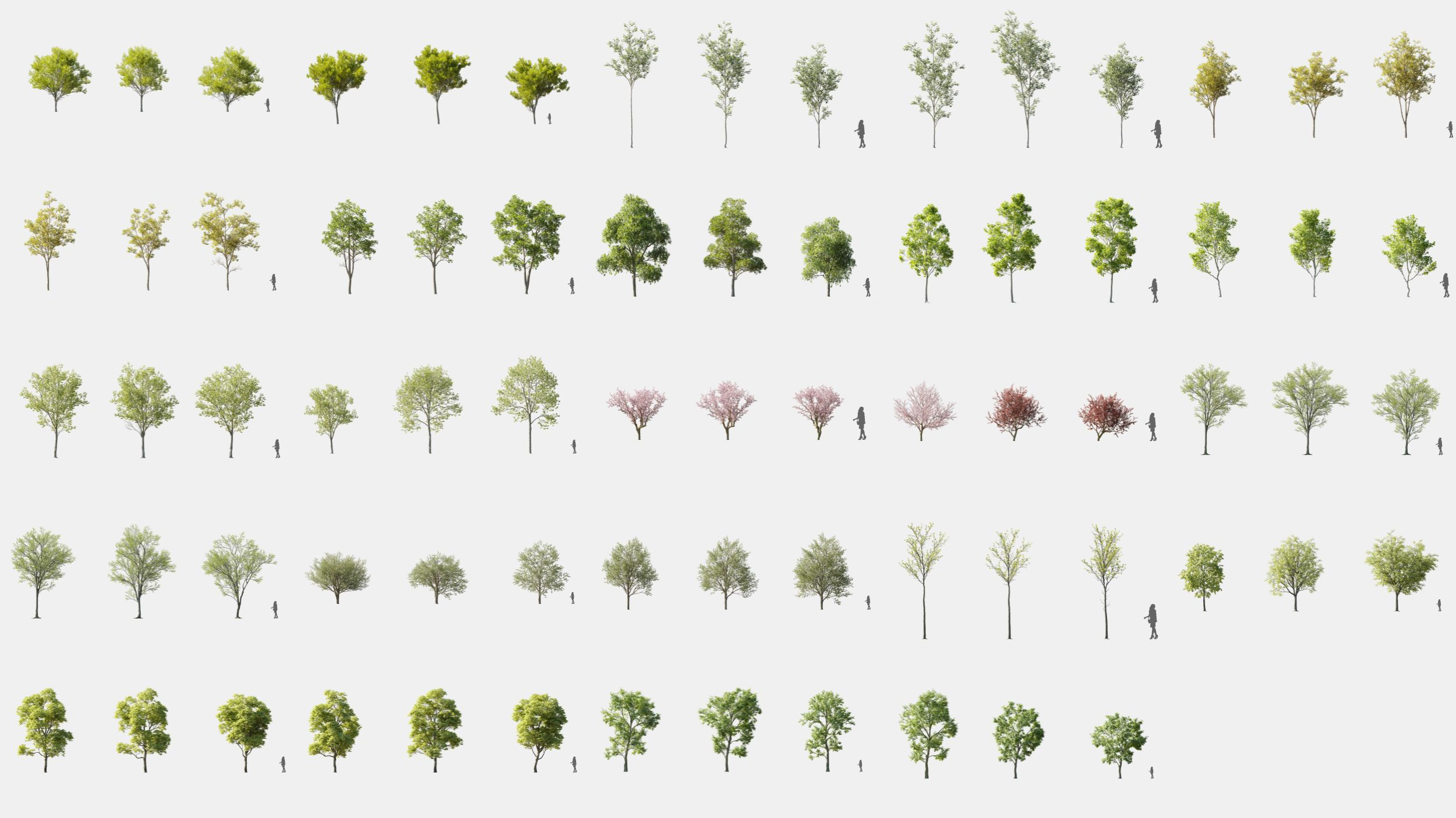 Maxtree Plant Models Vol 142 - Mesh 3D model_4