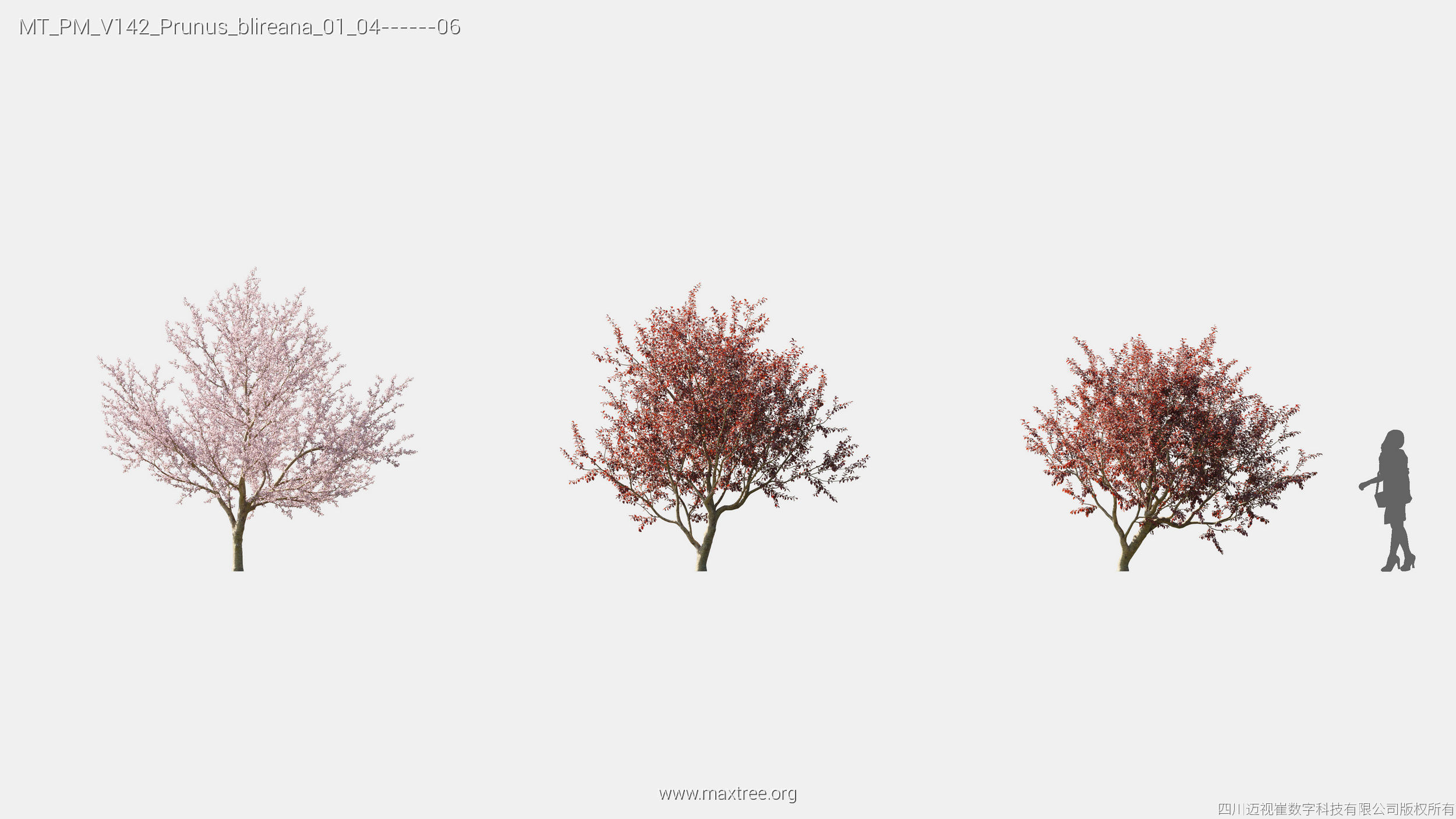 Maxtree Plant Models Vol 142 - Mesh 3D model_18