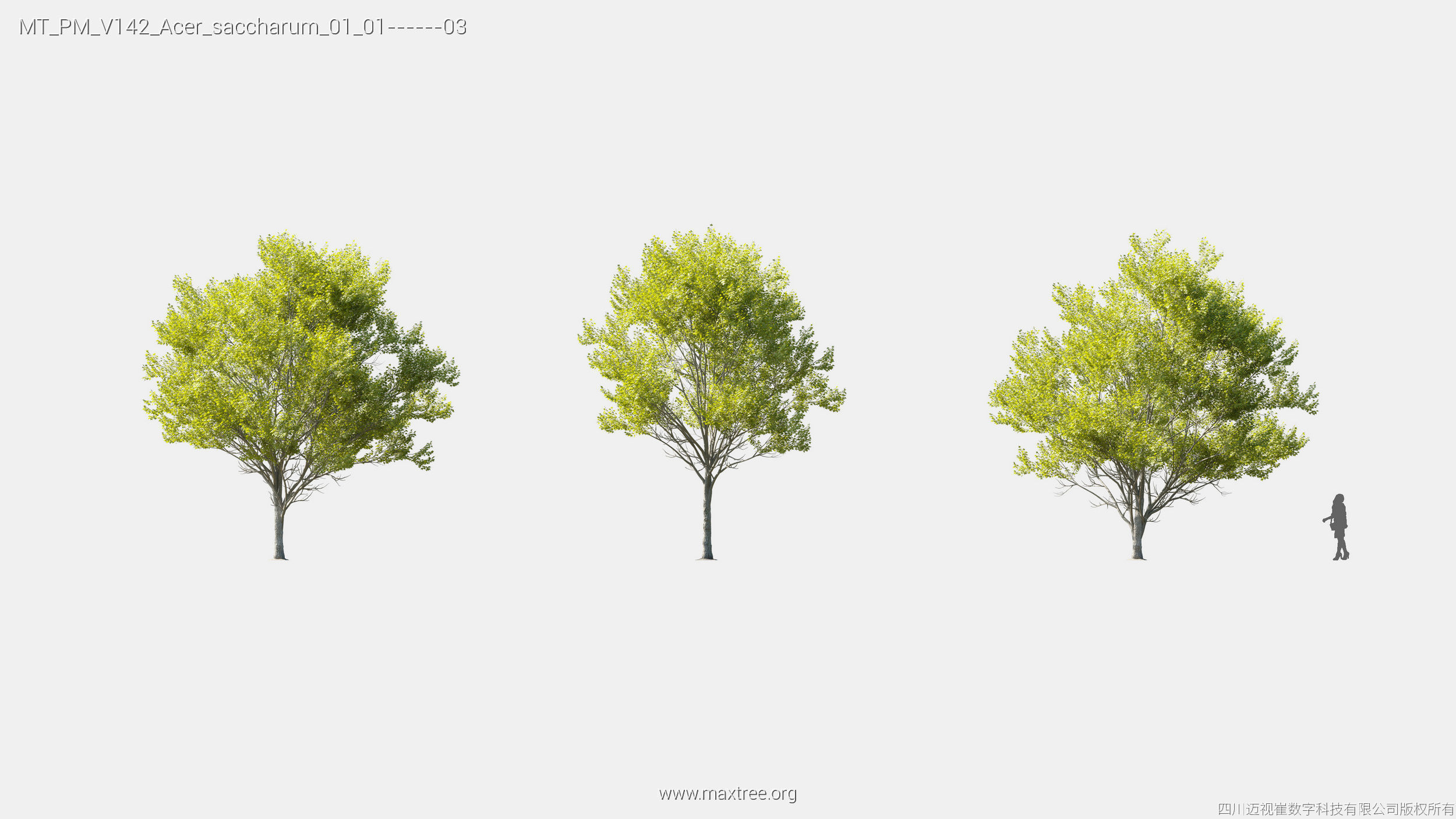 Maxtree Plant Models Vol 142 - Mesh 3D model_5