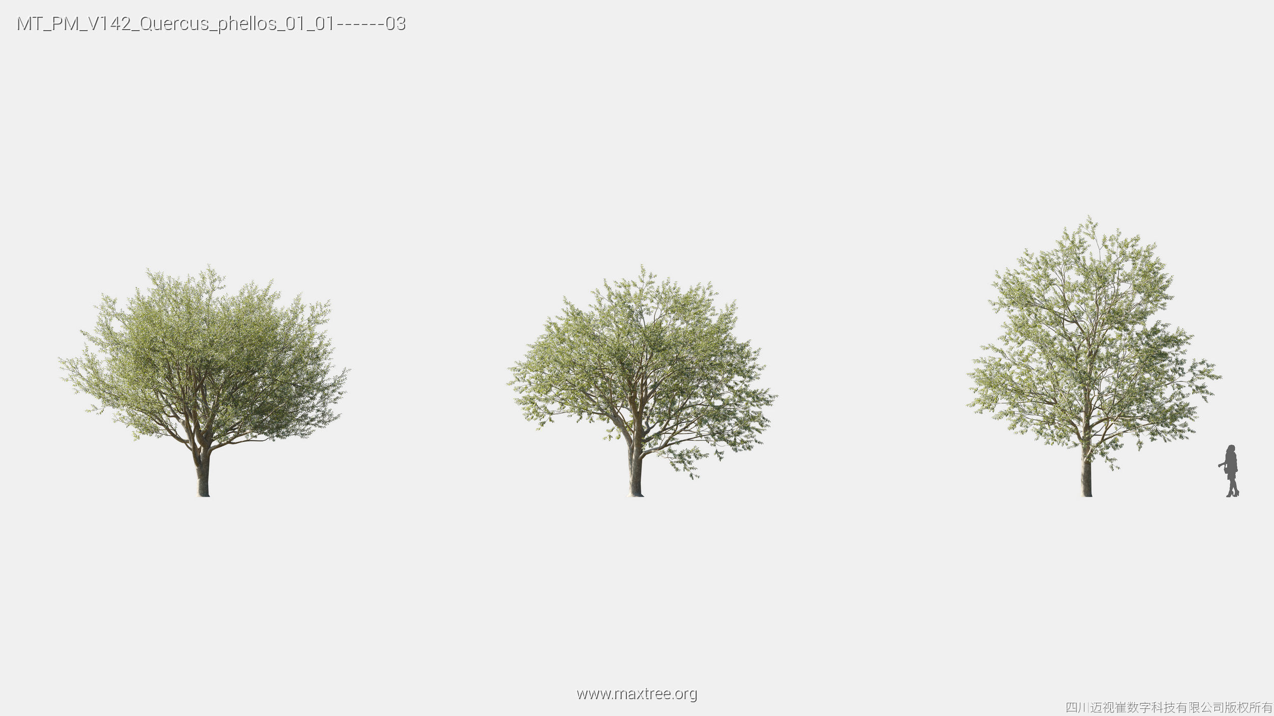 Maxtree Plant Models Vol 142 - Mesh 3D model_21