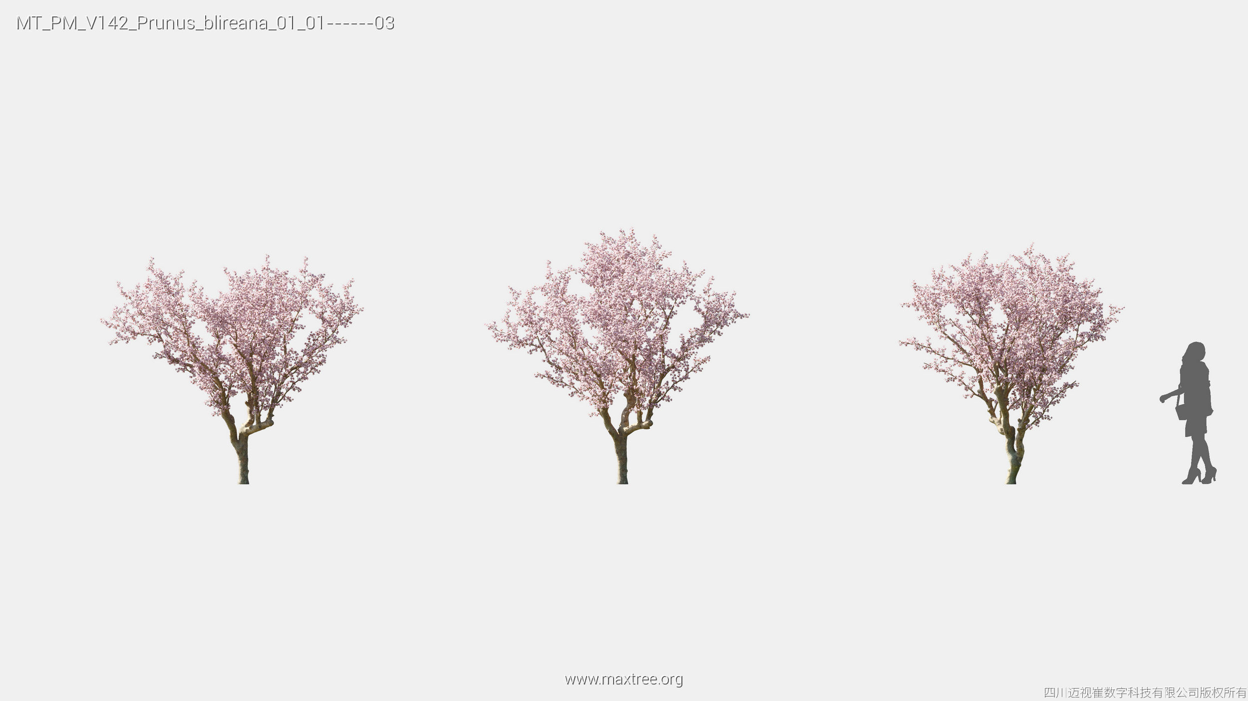Maxtree Plant Models Vol 142 - Mesh 3D model_17