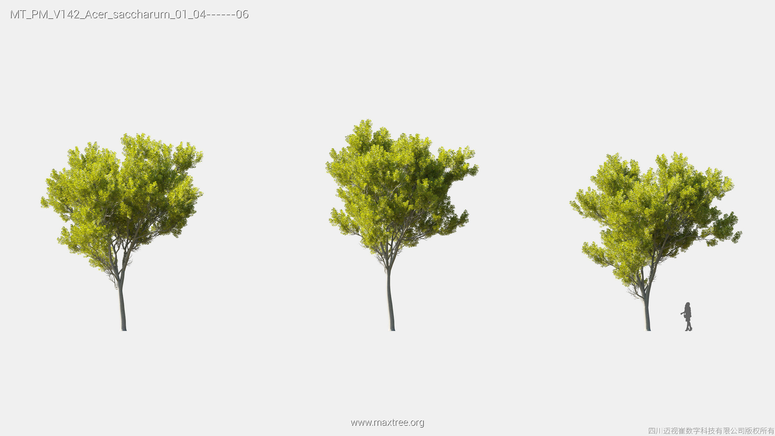 Maxtree Plant Models Vol 142 - Mesh 3D model_6