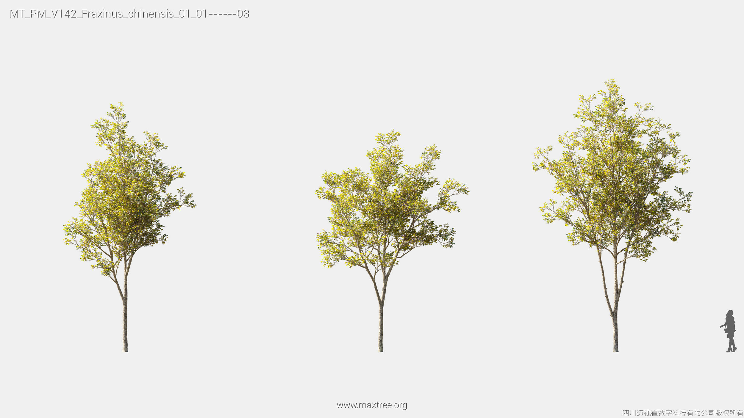Maxtree Plant Models Vol 142 - Mesh 3D model_9