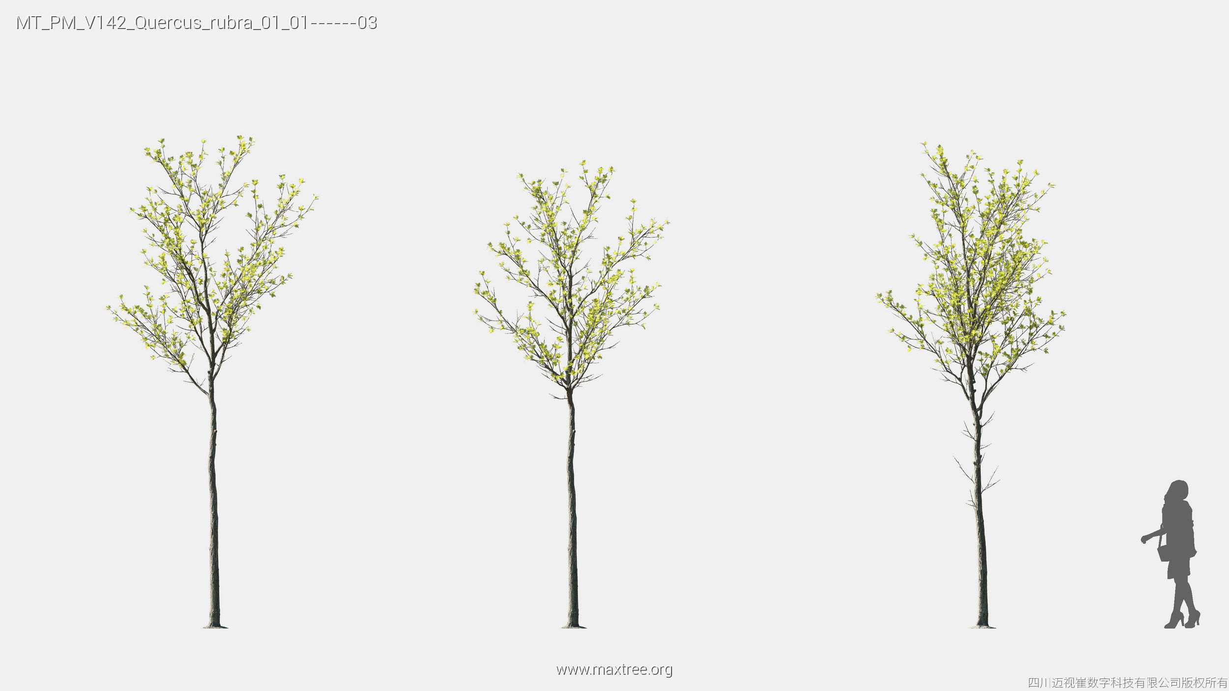 Maxtree Plant Models Vol 142 - Mesh 3D model_23