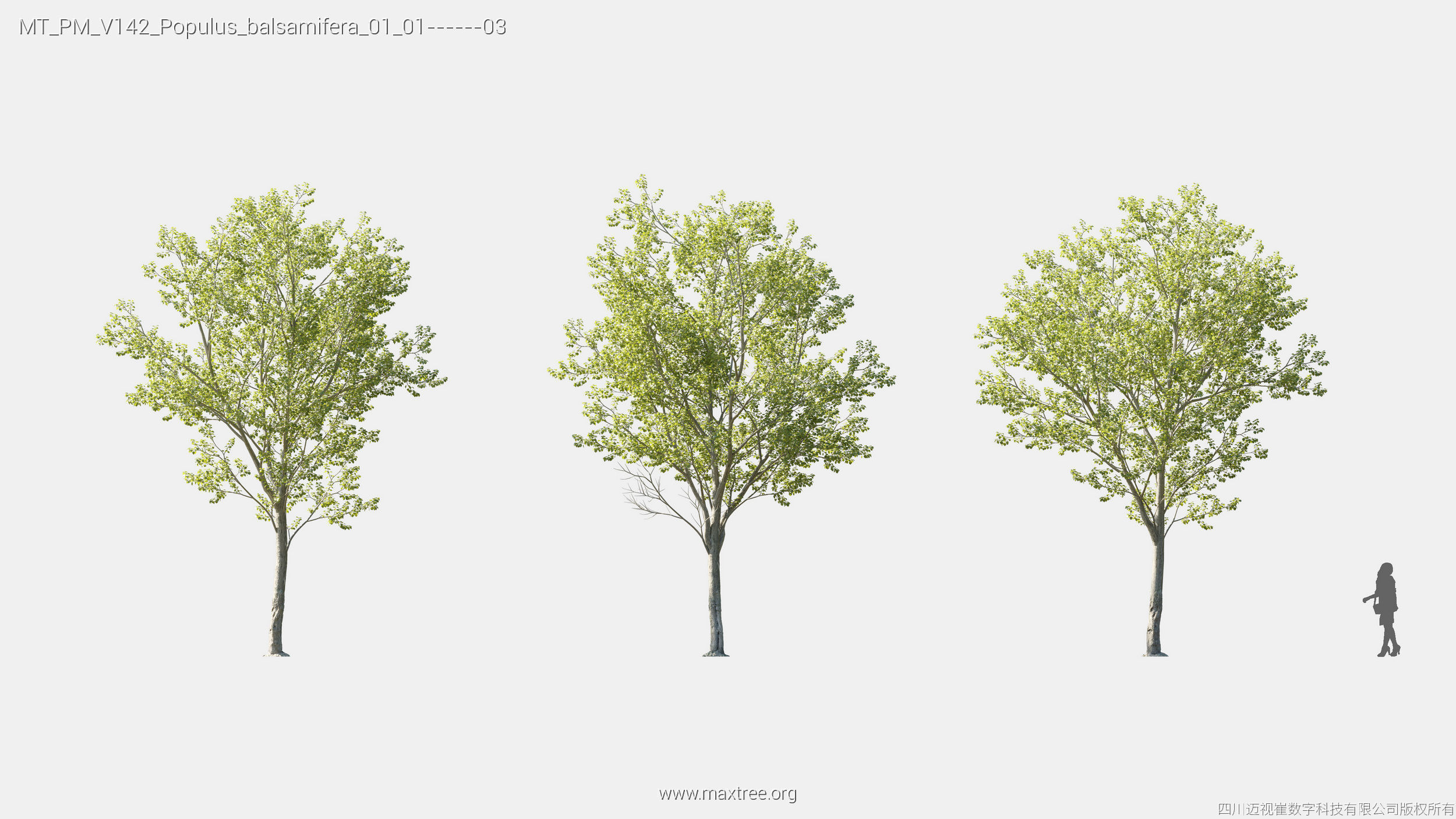 Maxtree Plant Models Vol 142 - Mesh 3D model_15