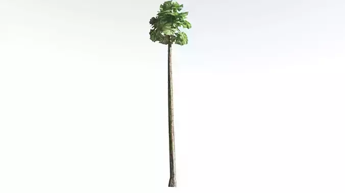 EVERYPlant Australian Fan Palm LowPoly 2 --16 Models-- Low-poly 3D model