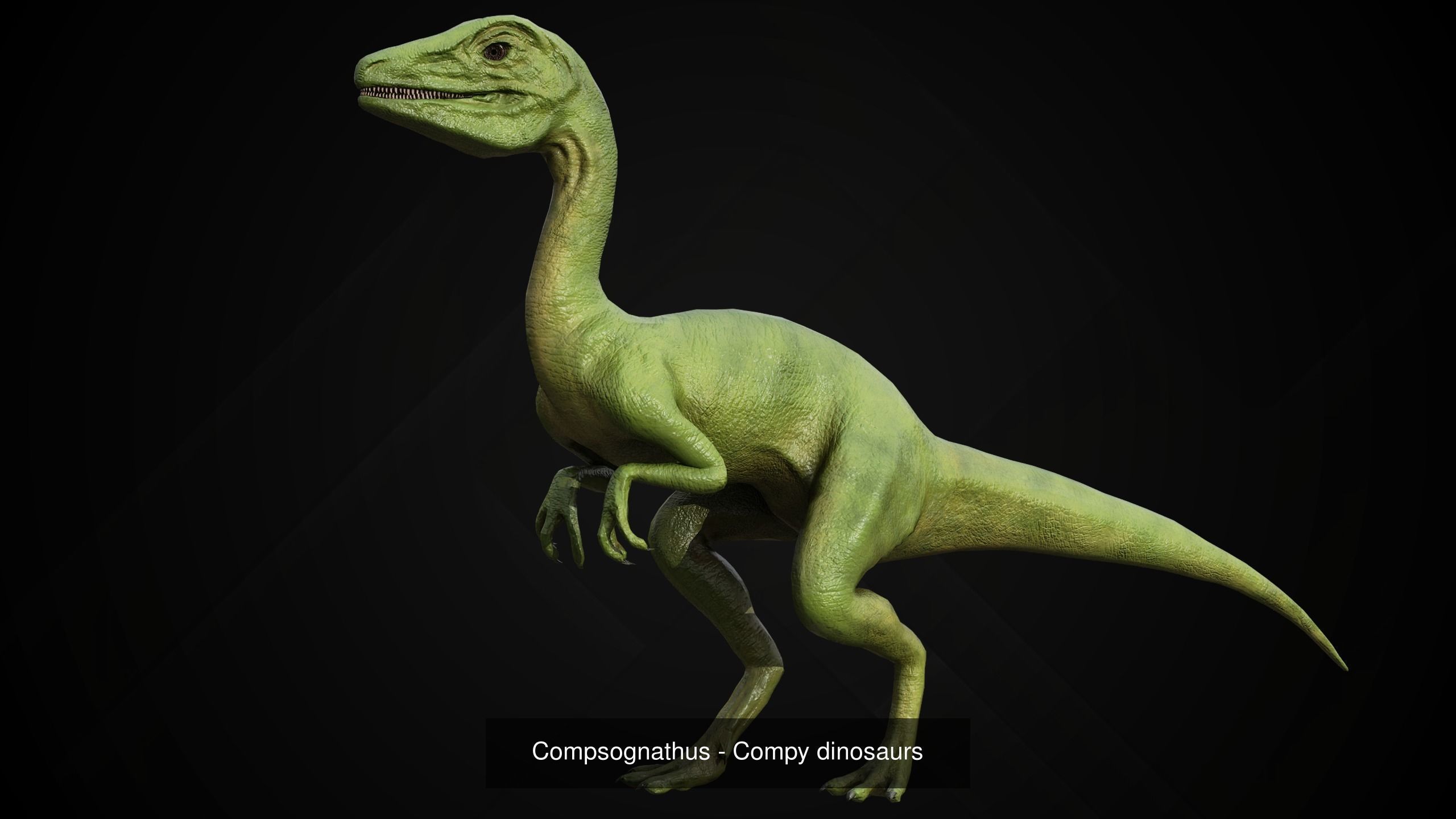 Dinosaur Collection _6