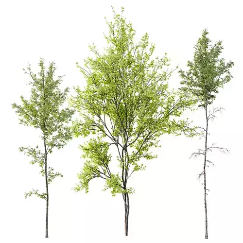 Alnus Glutinosa and Betula Pendula spring trees 3D model