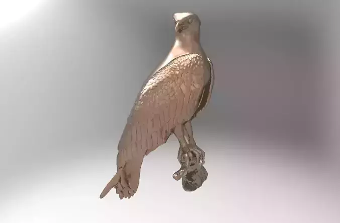 Obsprey Bird