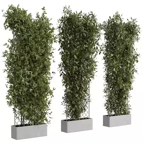 outdoor plant set 186 - the plnat on the grid and ivy fence