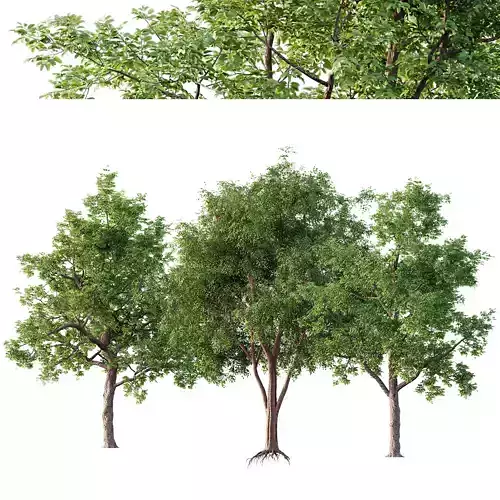 American Elm and Ash Tree 3D model