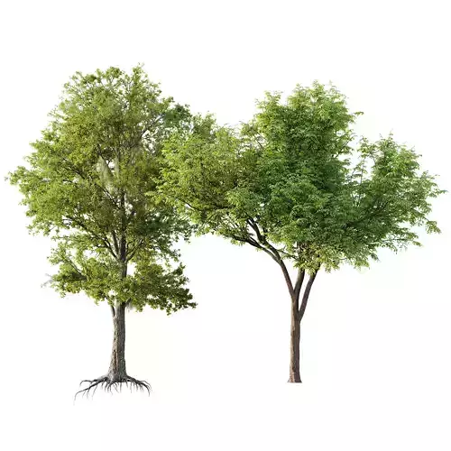 Quercus Serrata and Spanish Moss 3D model