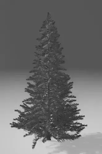 christmas tree
