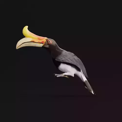 Rhinoceros Hornbill Bird