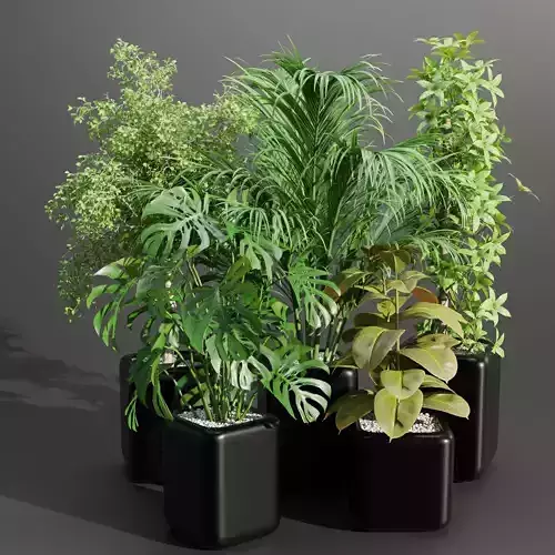 indoor plants collection vol 181-Blender 3D model