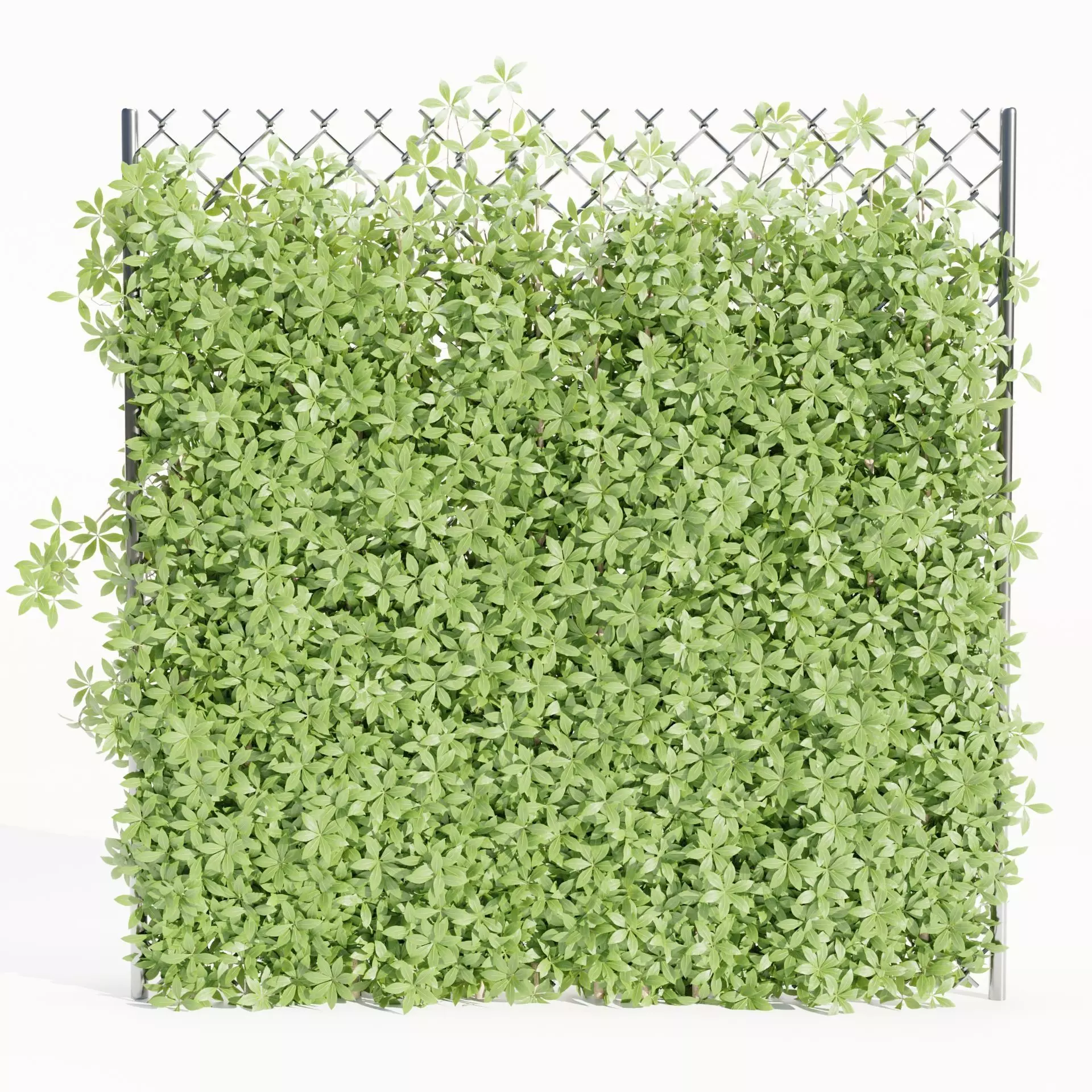 Virginia creeper on fence vol 182-Blender 3D model_0