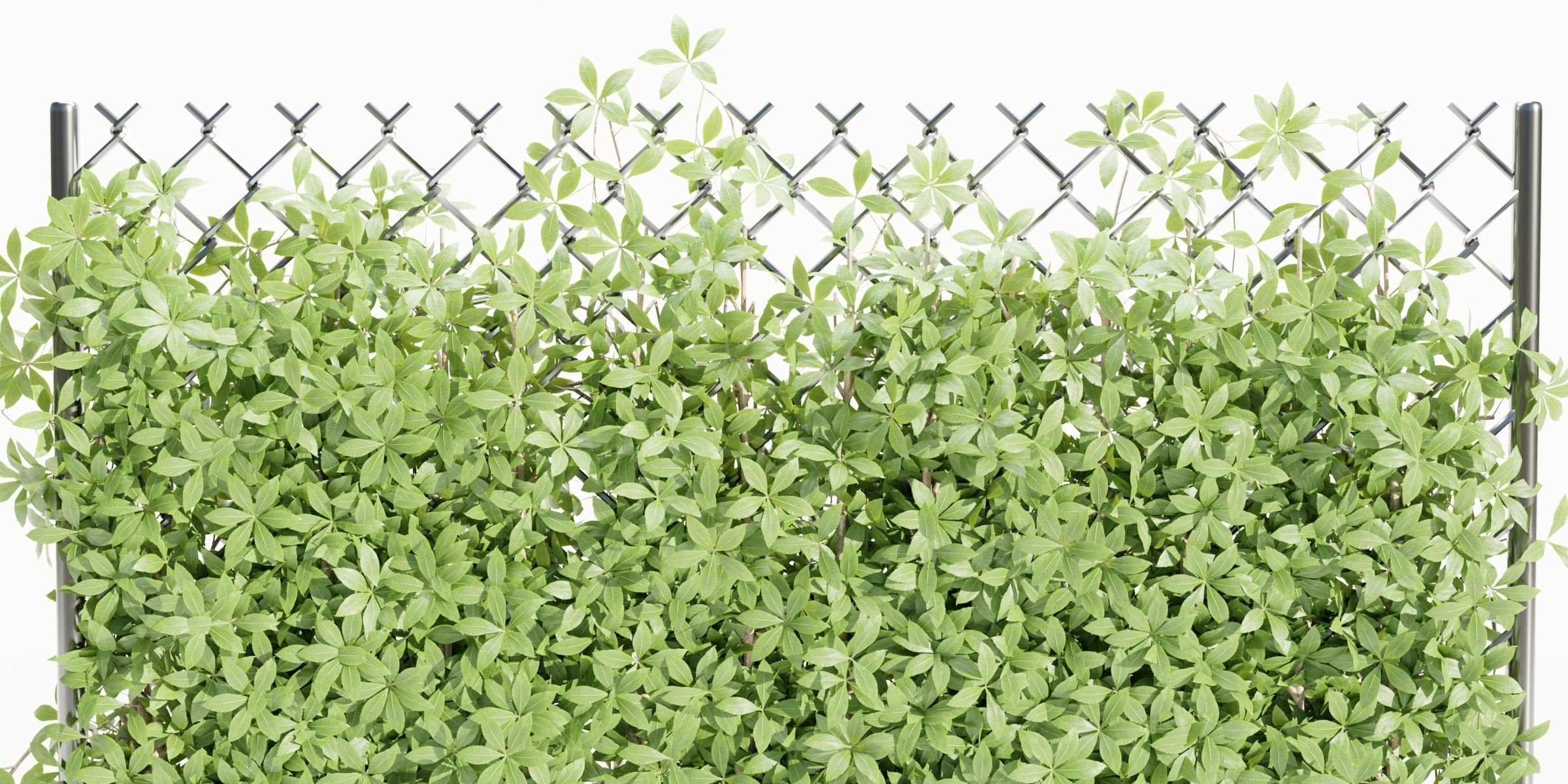 Virginia creeper on fence vol 182-Blender 3D model_1