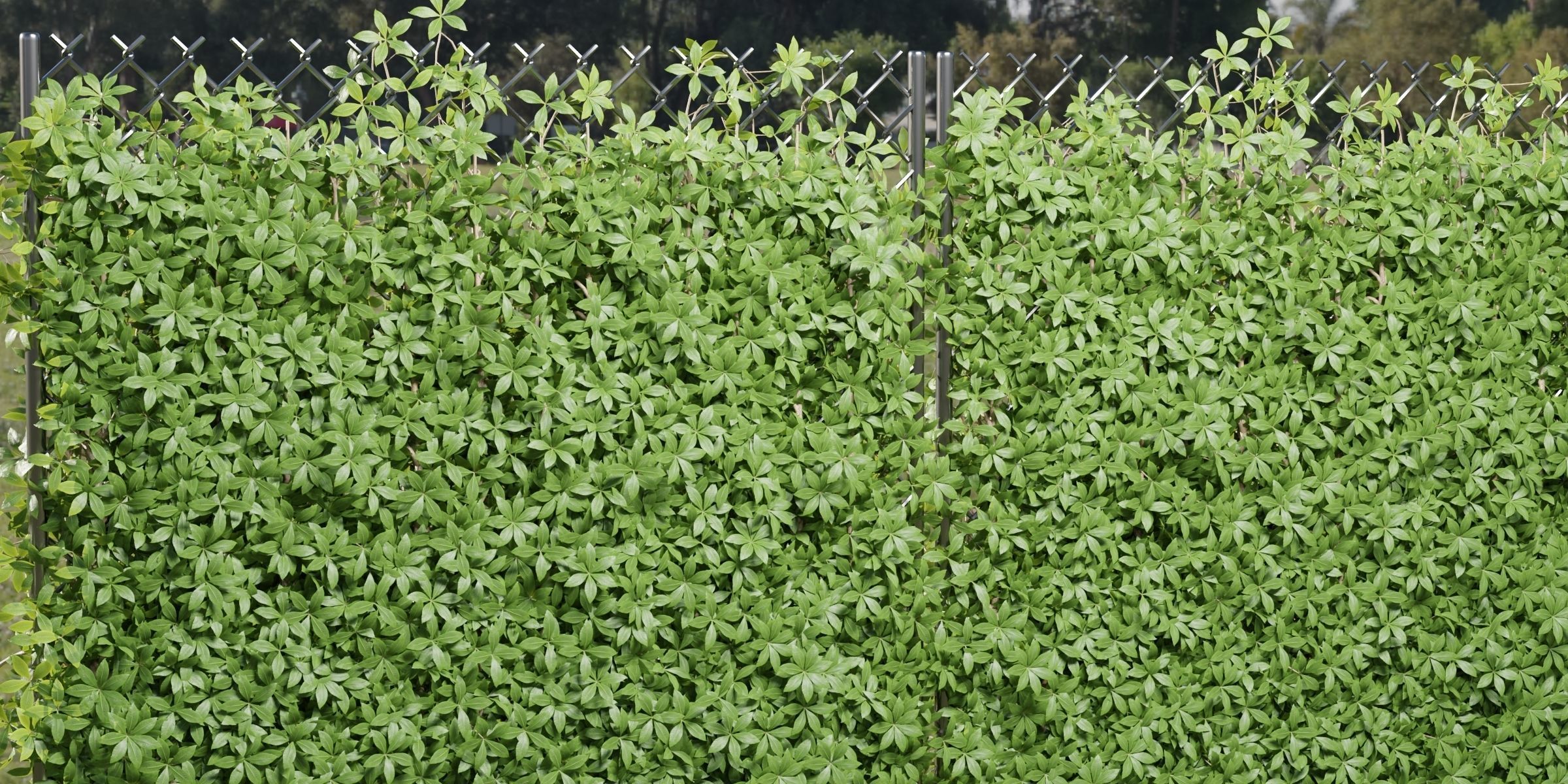 Virginia creeper on fence vol 182-Blender 3D model_3