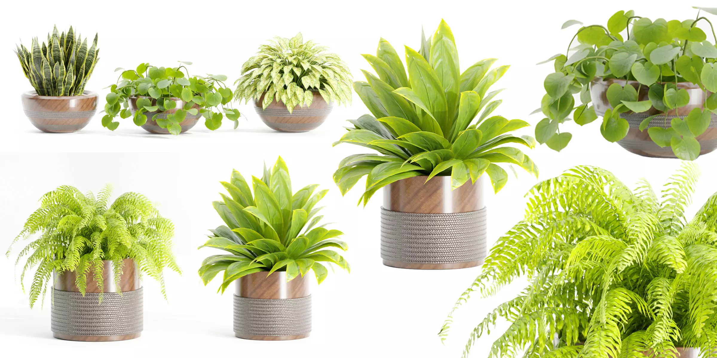Indoor plants on shelf collection vol 184-Blender 3D model