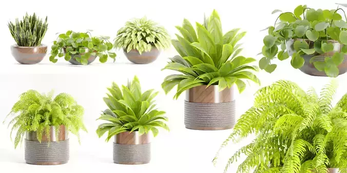 Indoor plants on shelf collection vol 184-Blender