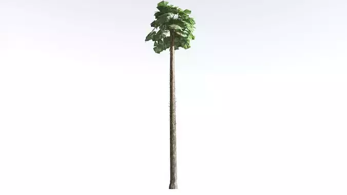 EVERYPlant Australian Fan Palm LowPoly 3 --16 Models-- Low-poly 3D model