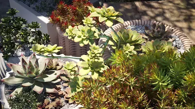 Maxtree Plant Models Vol 14 Low Poly - Mesh