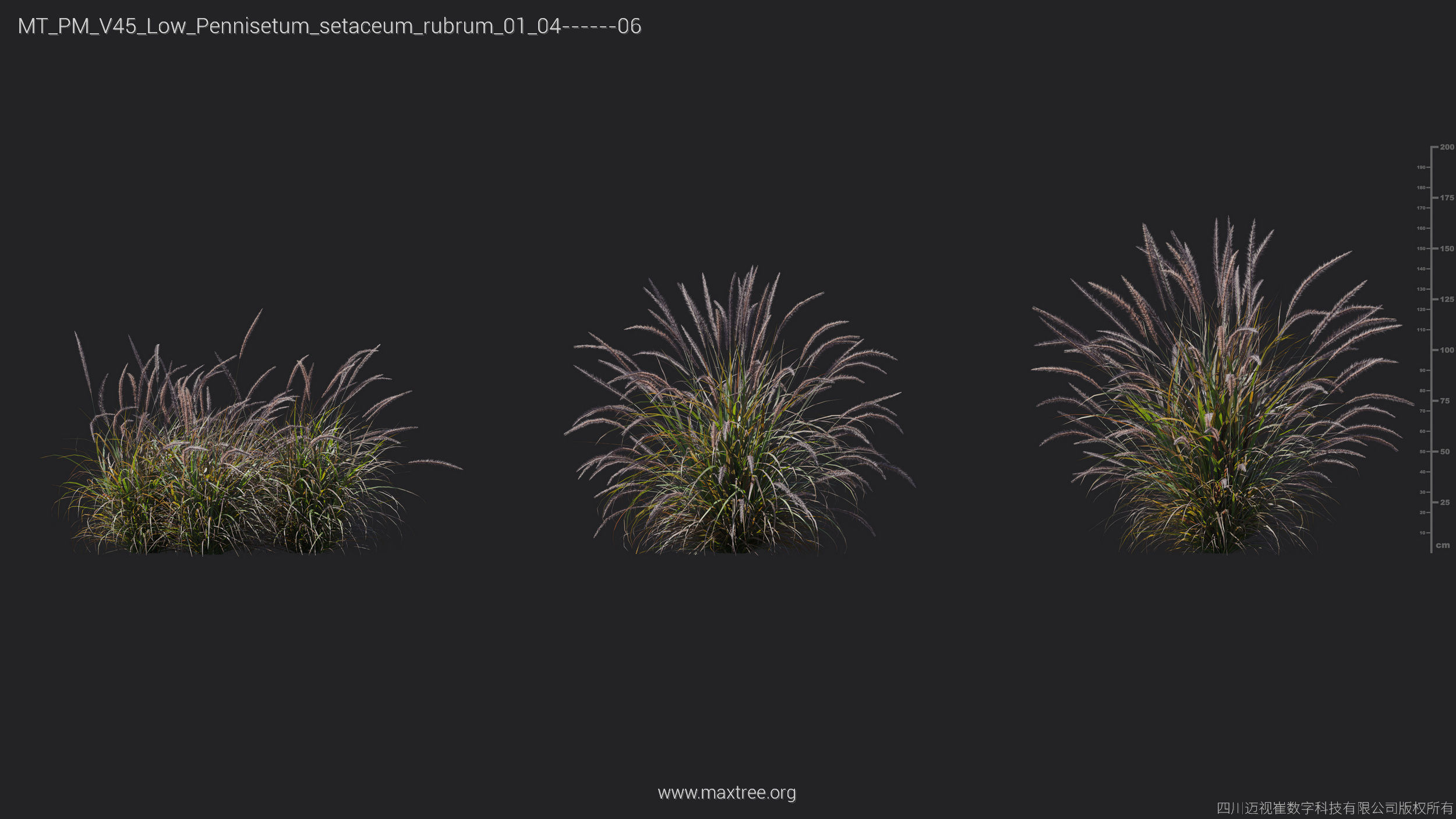 Maxtree Plant Models Vol 45 Low Poly - Mesh 3D model_26