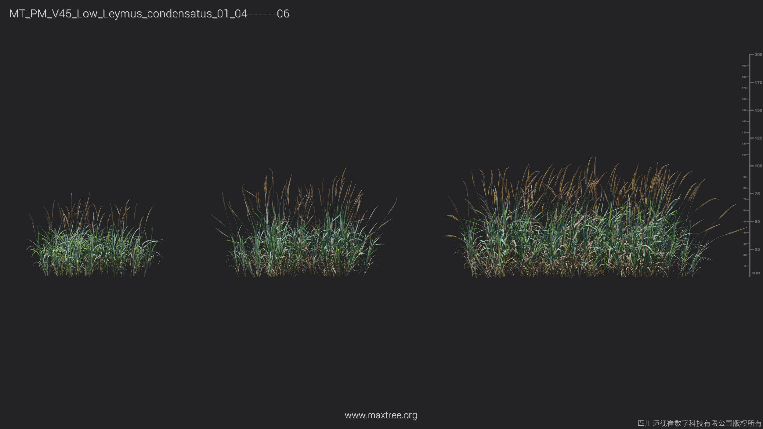 Maxtree Plant Models Vol 45 Low Poly - Mesh 3D model_22