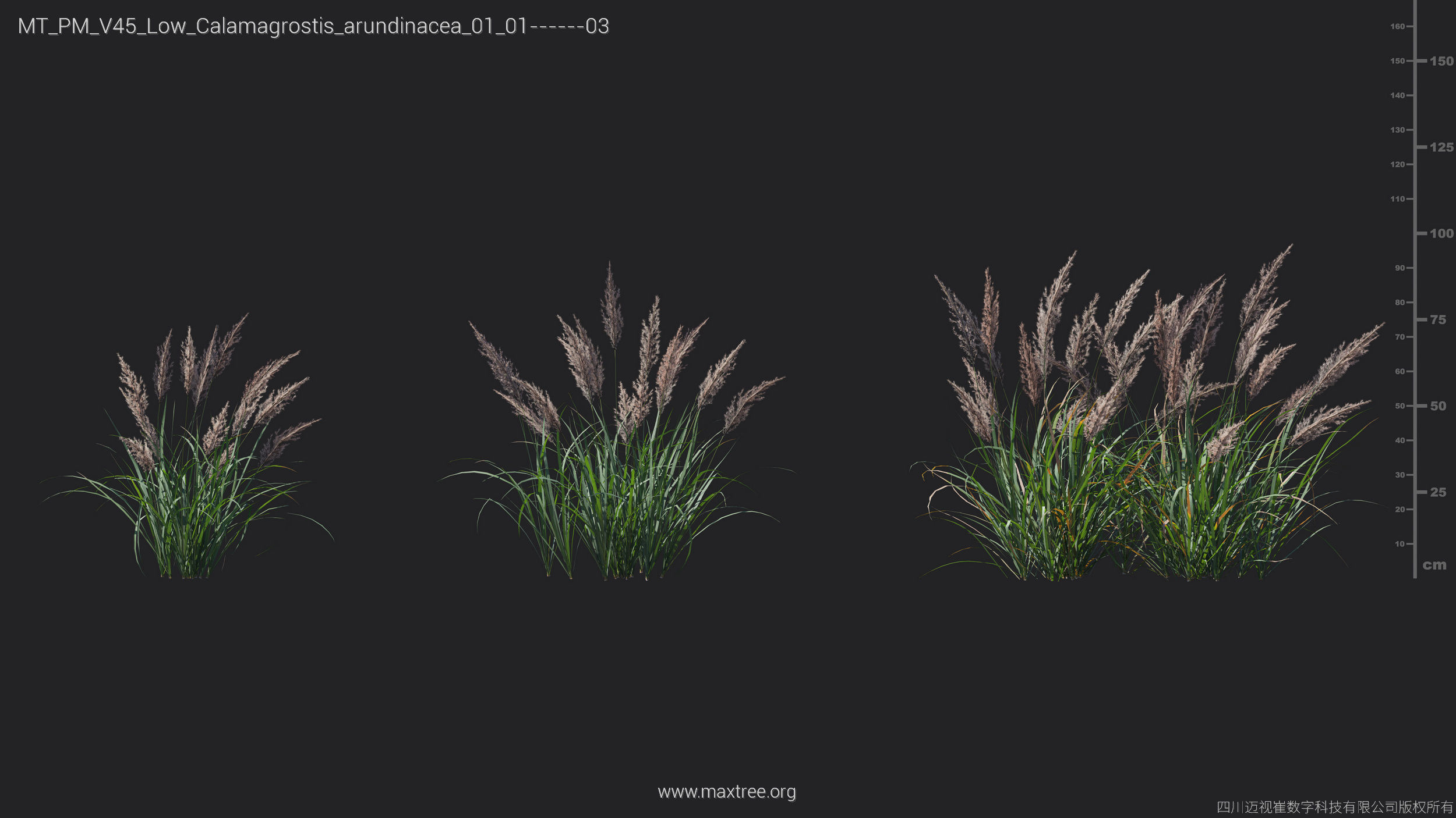 Maxtree Plant Models Vol 45 Low Poly - Mesh 3D model_5