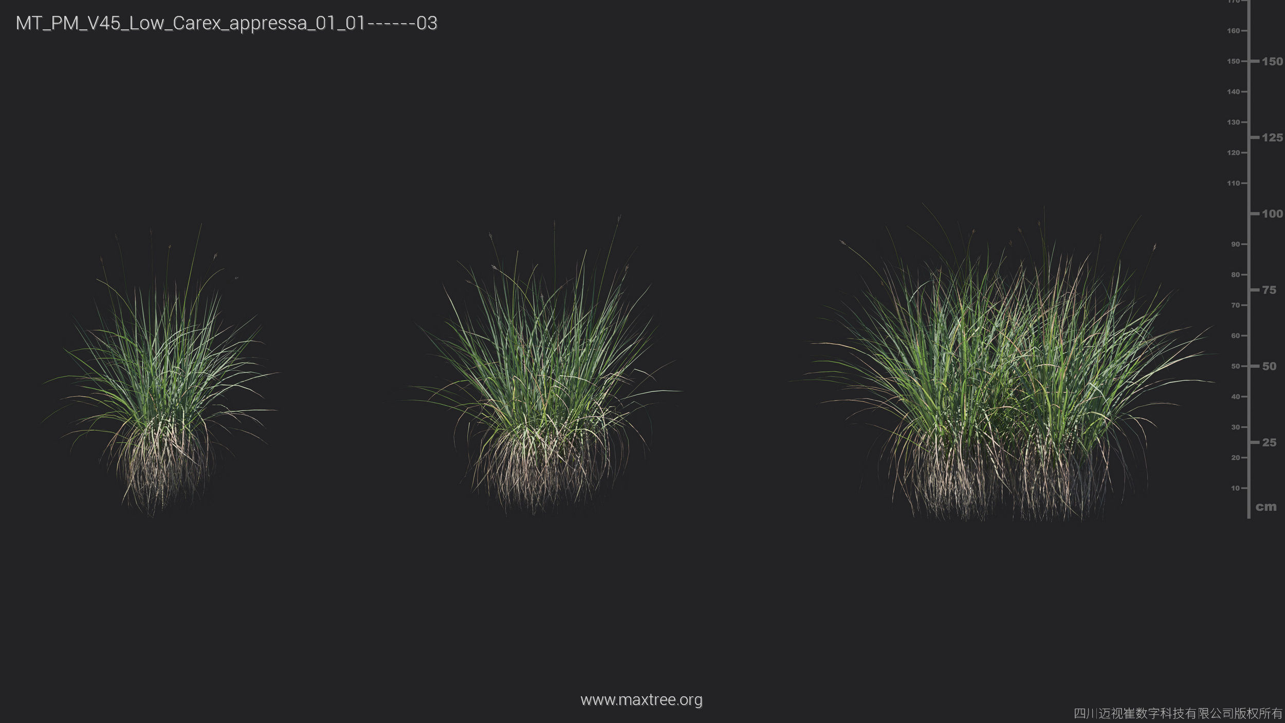 Maxtree Plant Models Vol 45 Low Poly - Mesh 3D model_7