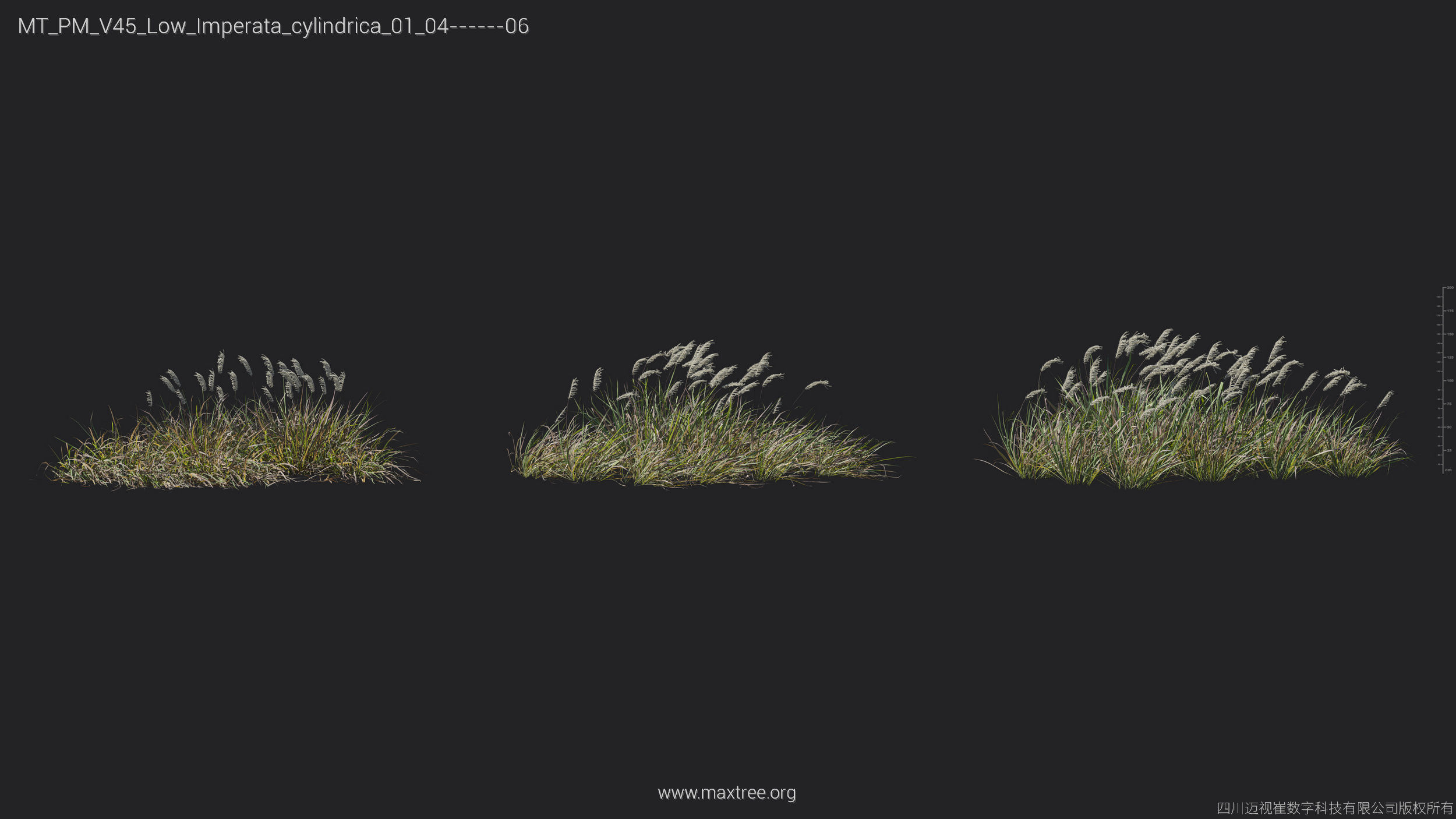 Maxtree Plant Models Vol 45 Low Poly - Mesh 3D model_20