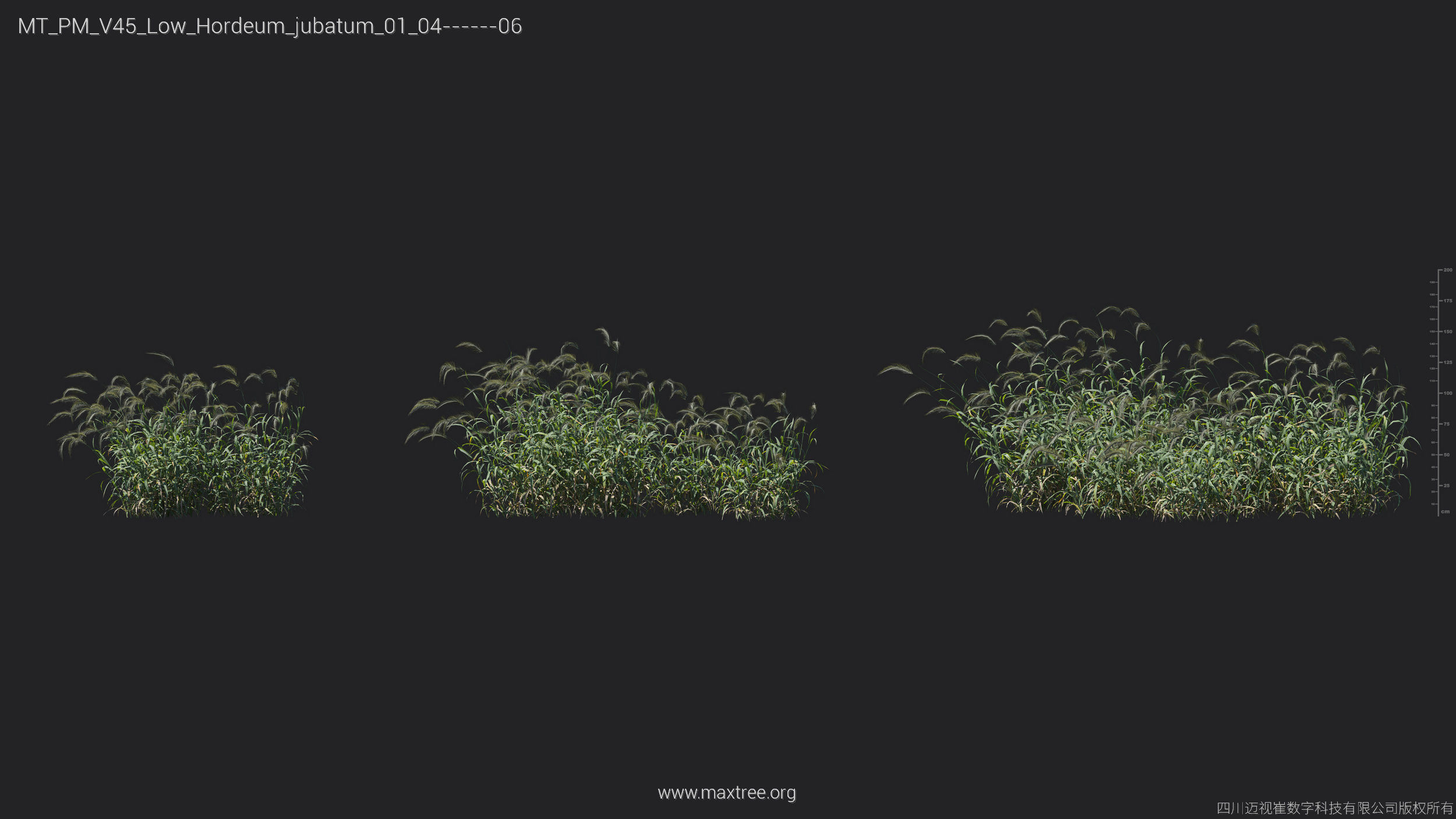 Maxtree Plant Models Vol 45 Low Poly - Mesh 3D model_18
