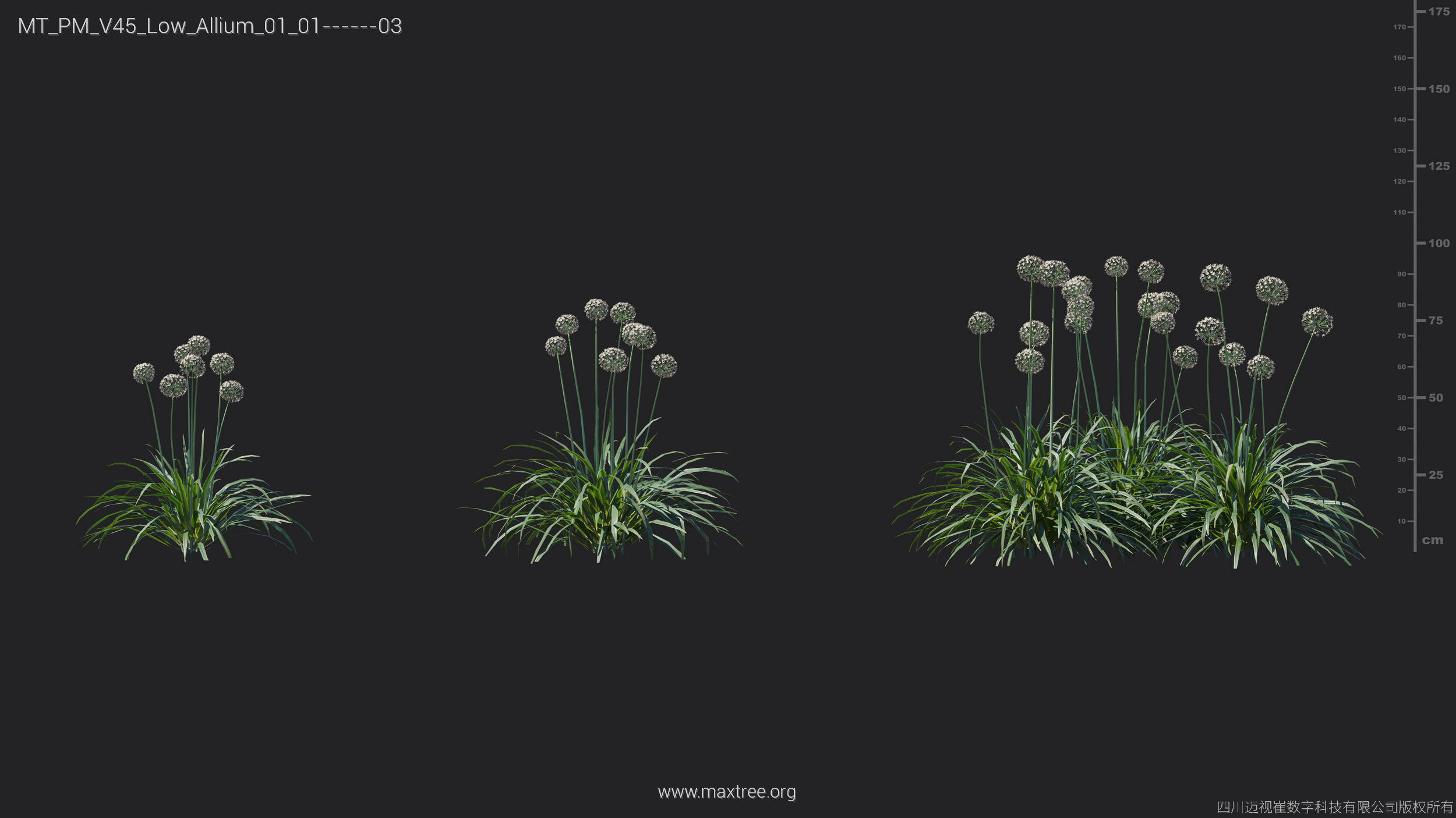 Maxtree Plant Models Vol 45 Low Poly - Mesh 3D model_3