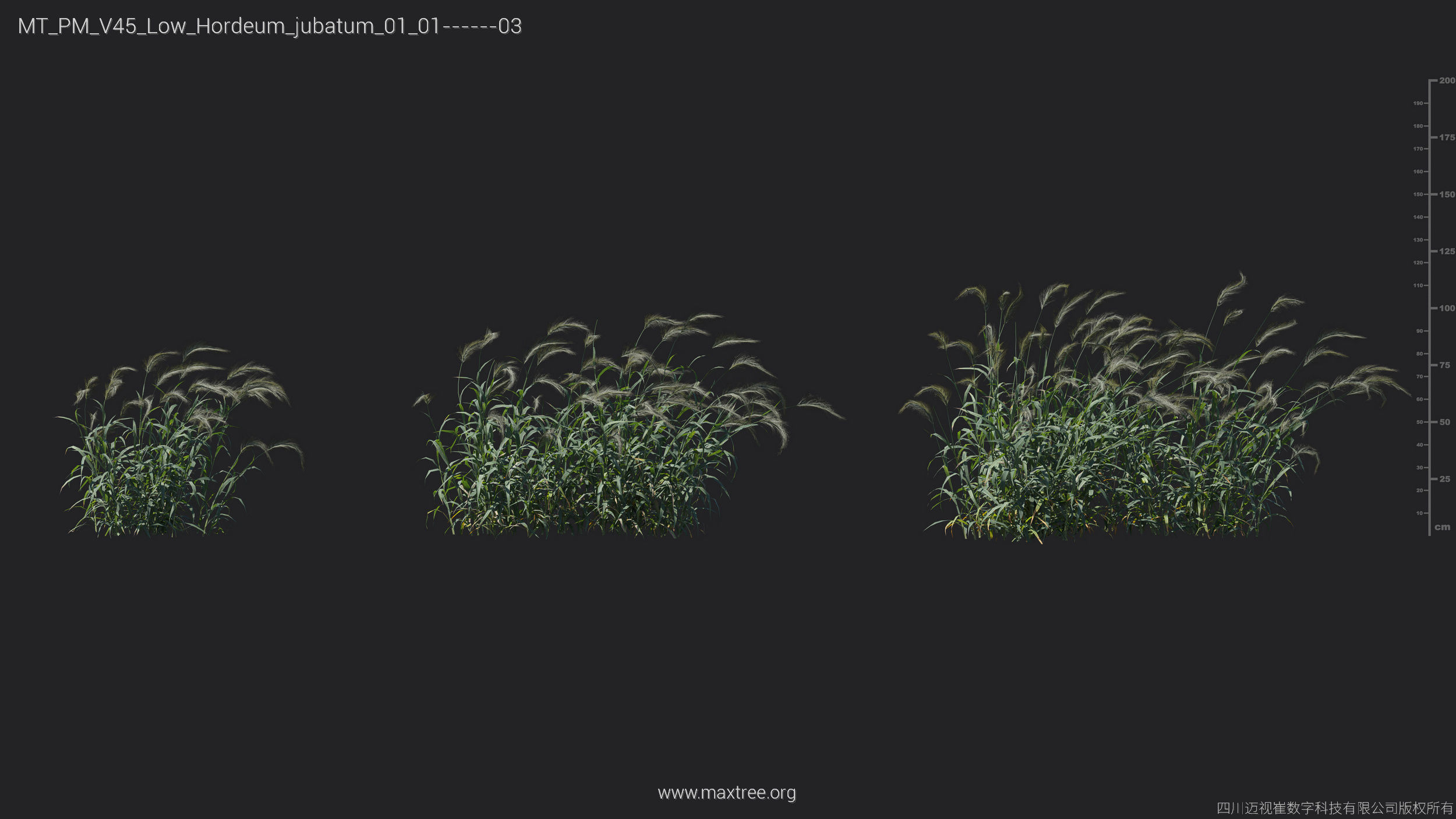 Maxtree Plant Models Vol 45 Low Poly - Mesh 3D model_17