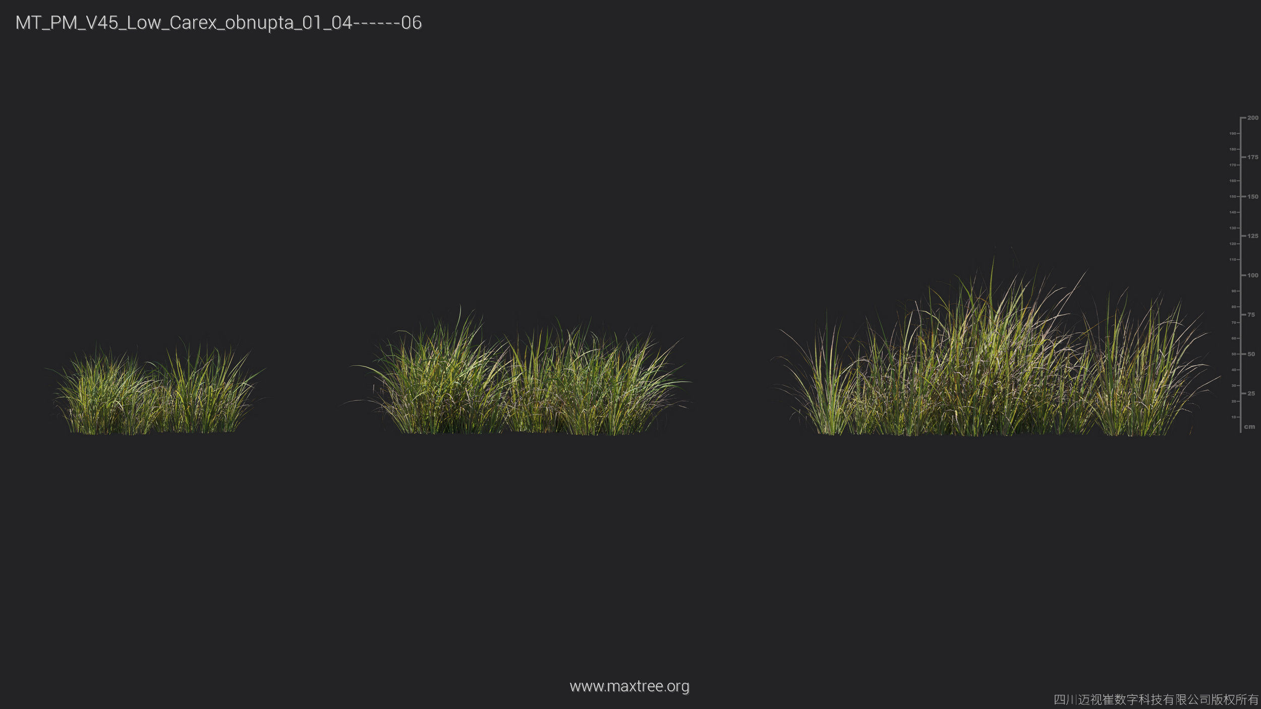 Maxtree Plant Models Vol 45 Low Poly - Mesh 3D model_10