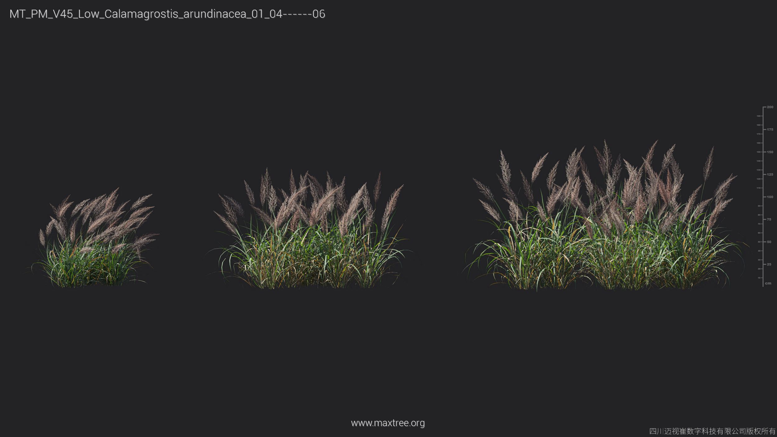 Maxtree Plant Models Vol 45 Low Poly - Mesh 3D model_6