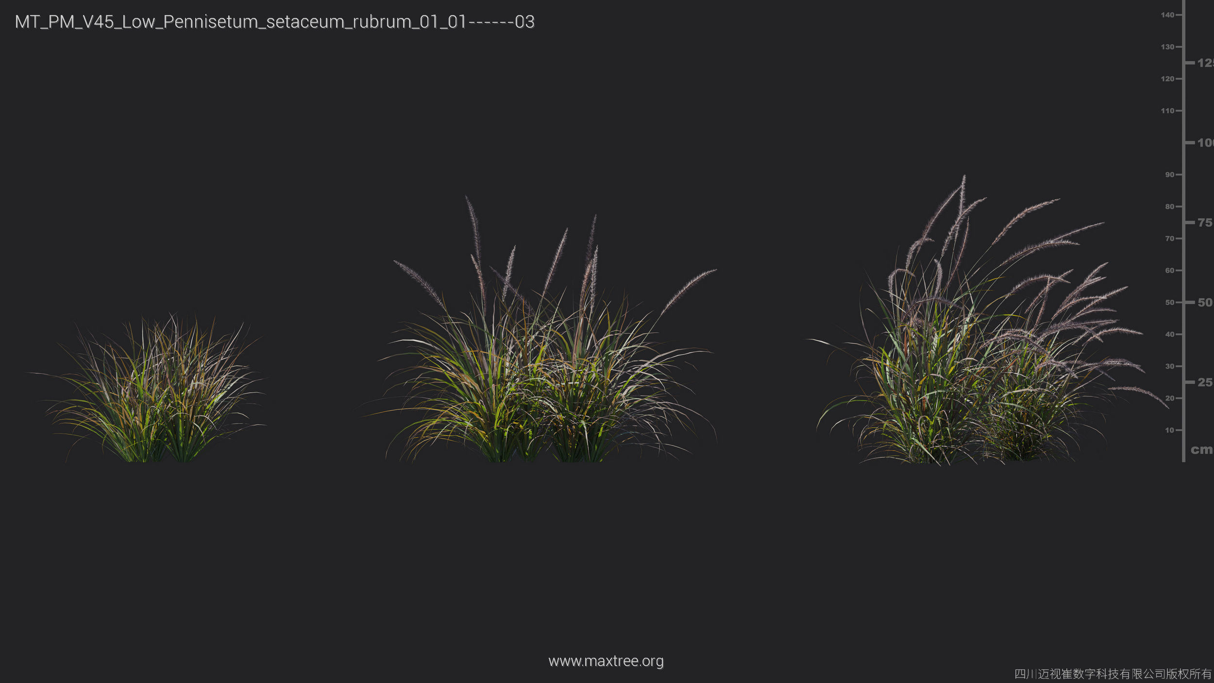 Maxtree Plant Models Vol 45 Low Poly - Mesh 3D model_25