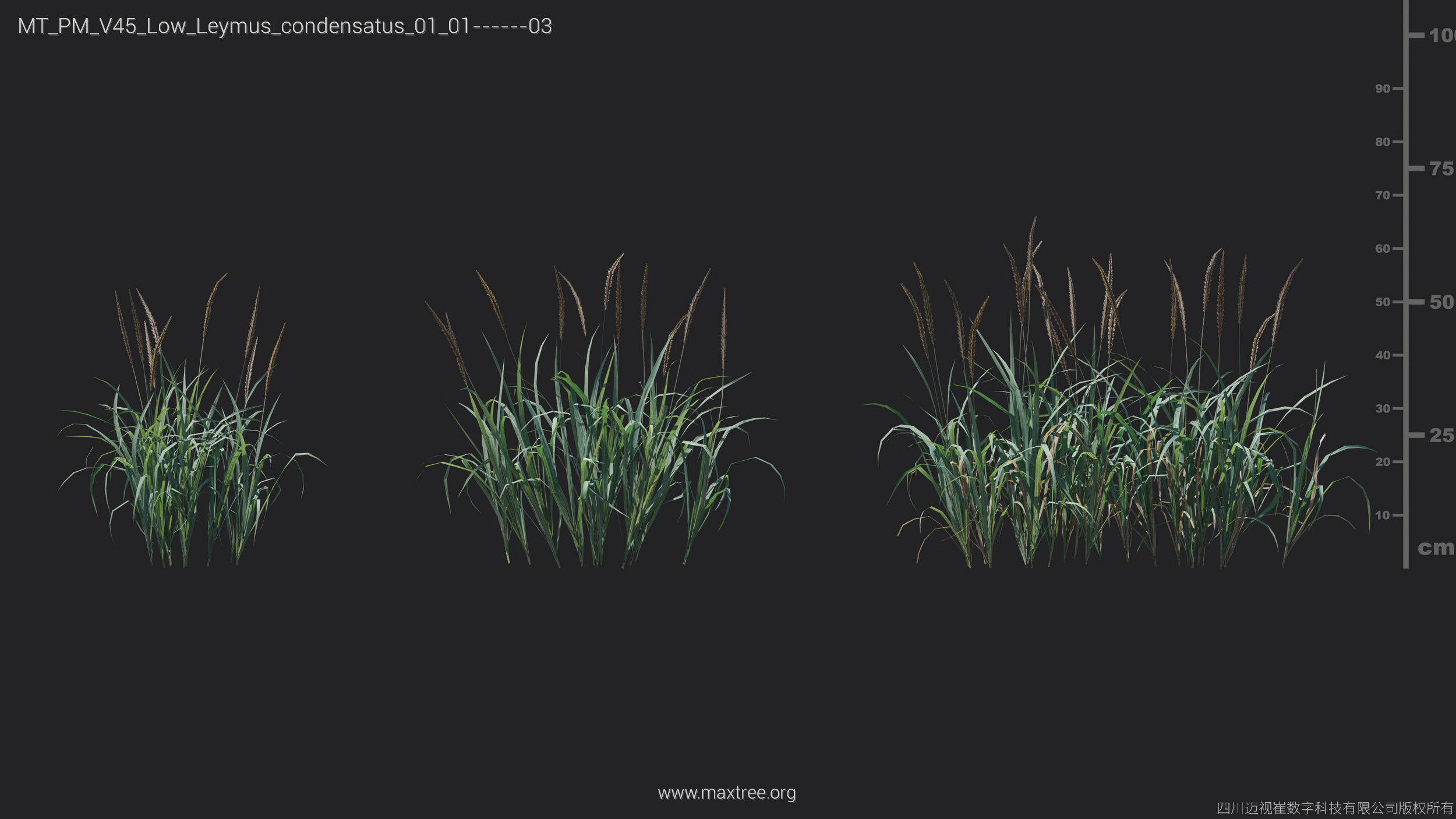 Maxtree Plant Models Vol 45 Low Poly - Mesh 3D model_21