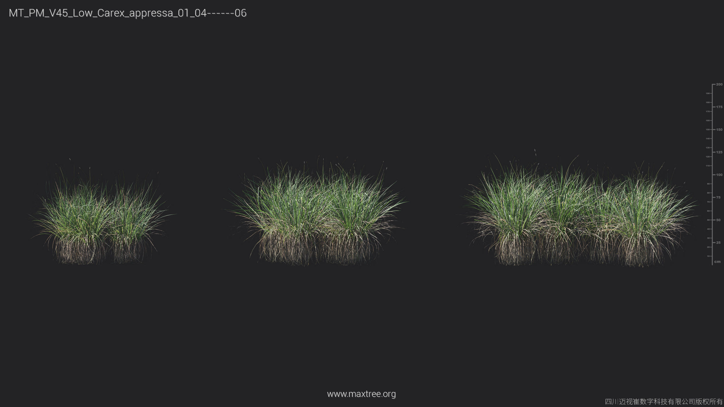 Maxtree Plant Models Vol 45 Low Poly - Mesh 3D model_8