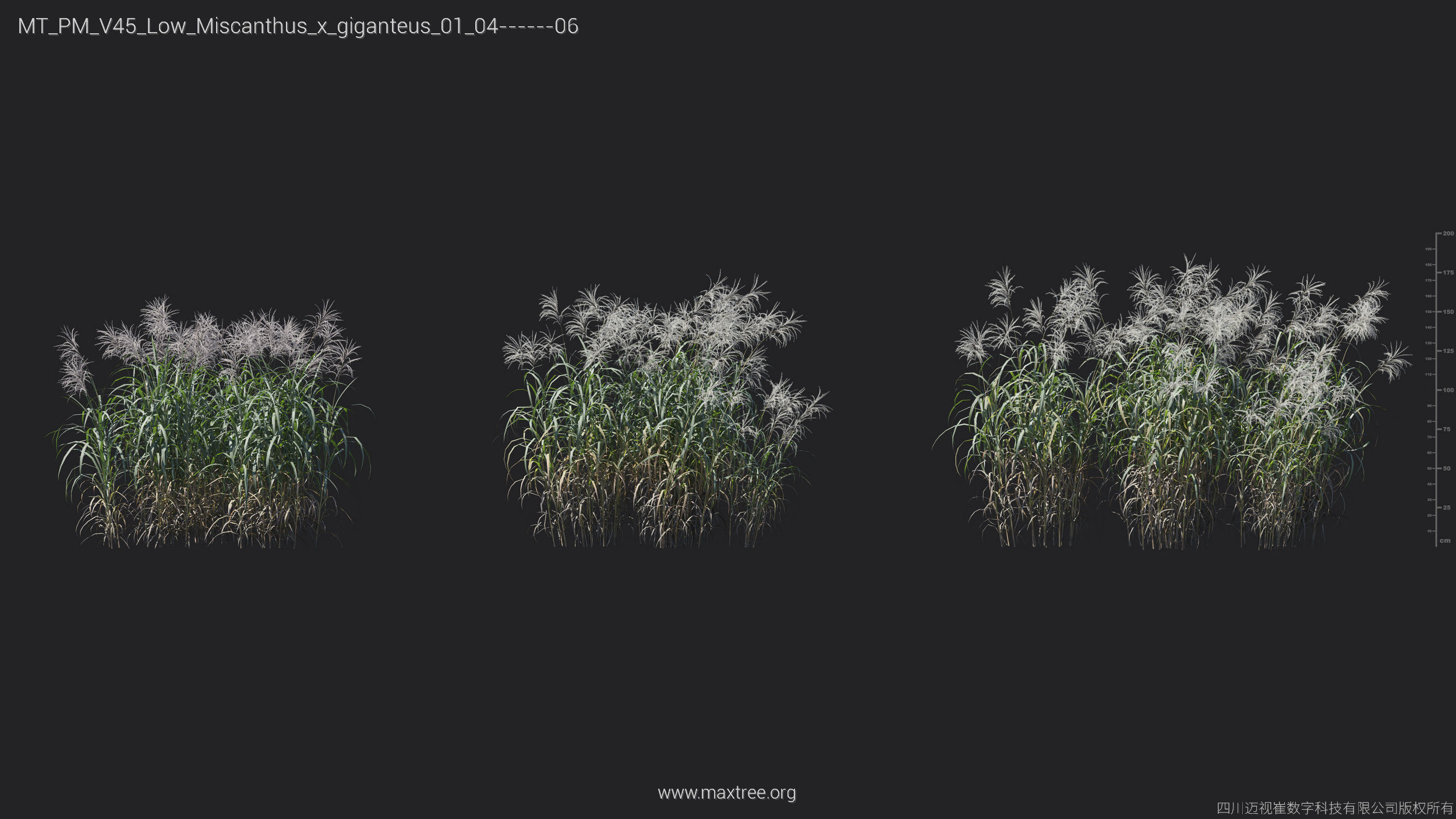 Maxtree Plant Models Vol 45 Low Poly - Mesh 3D model_24