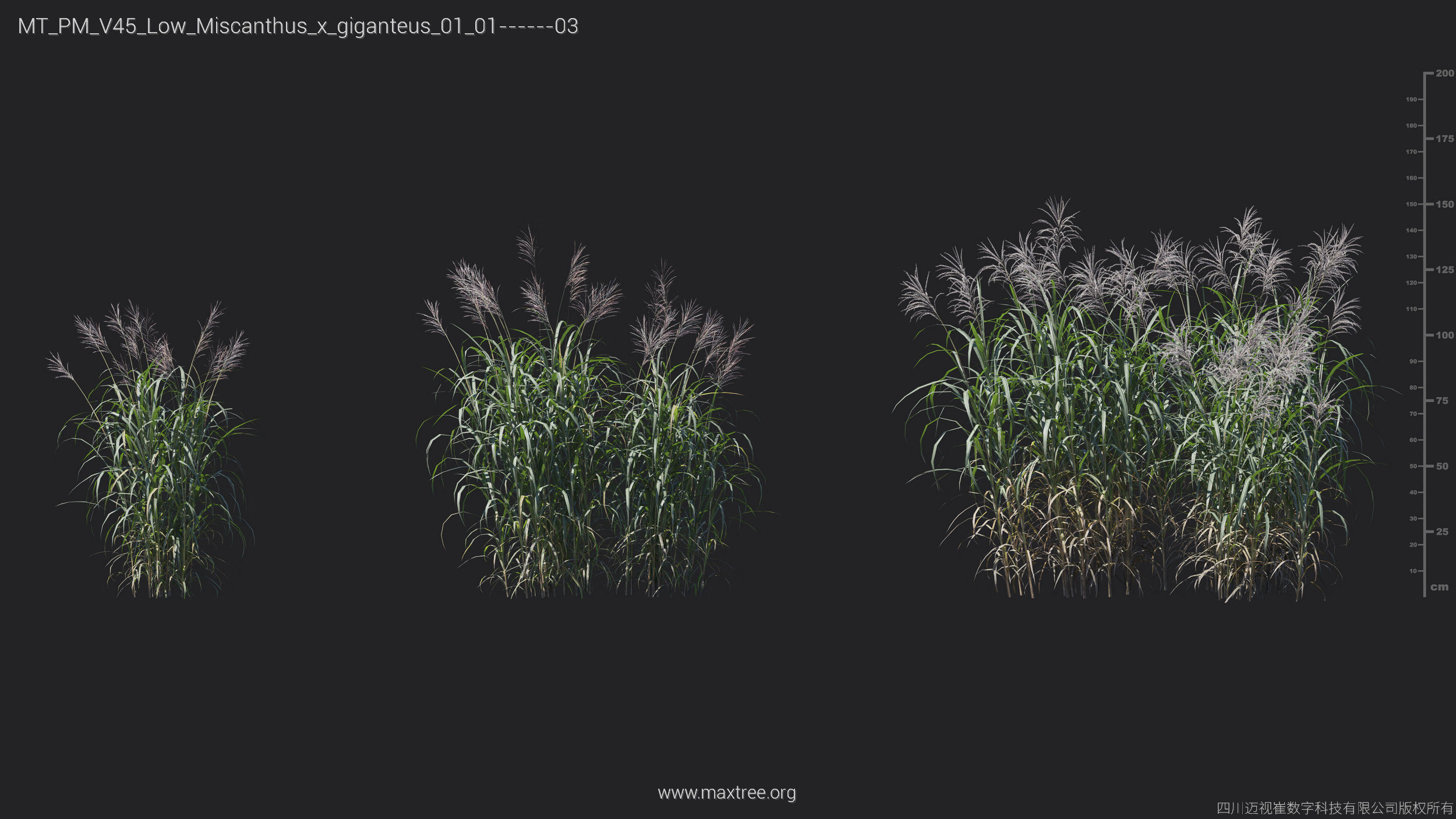 Maxtree Plant Models Vol 45 Low Poly - Mesh 3D model_23