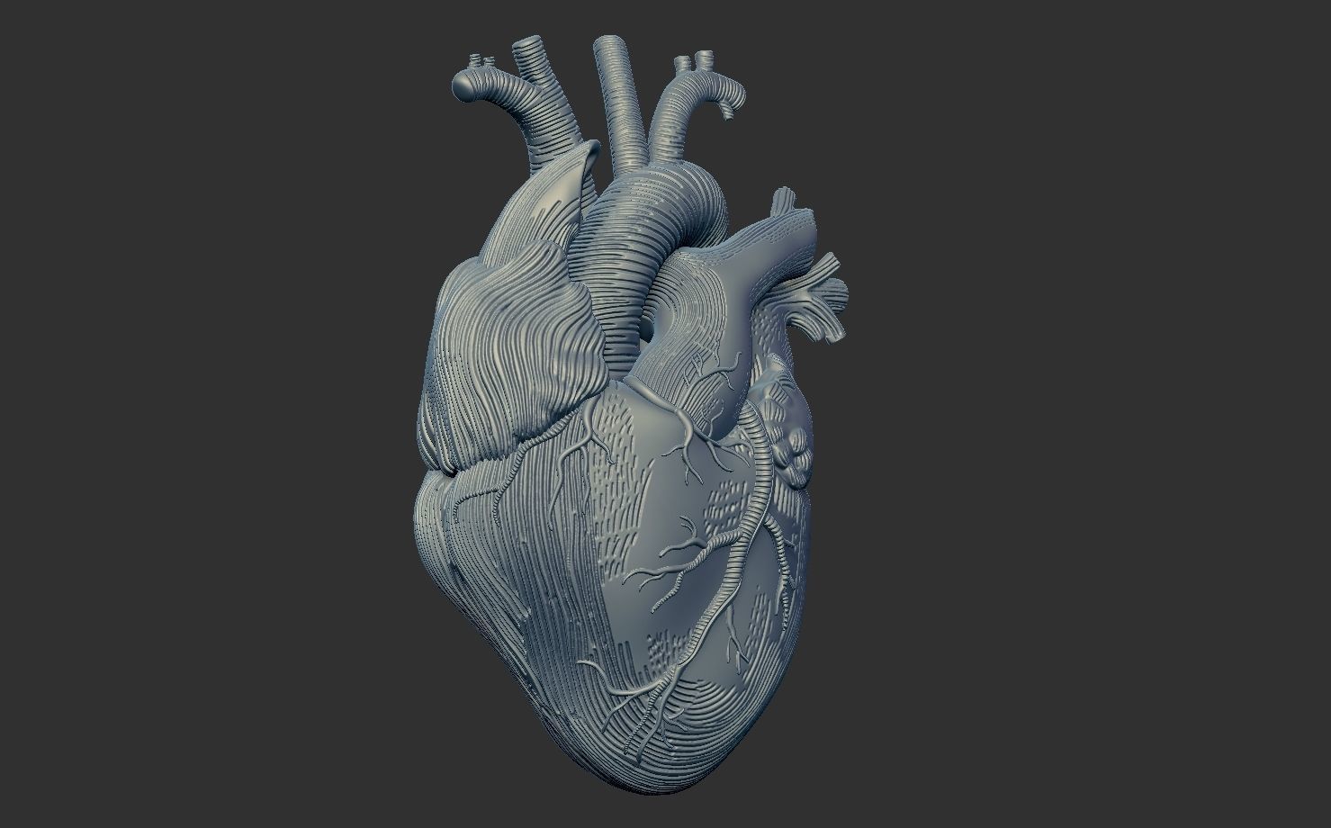 Heart Print human 3D print model 3D print model_1