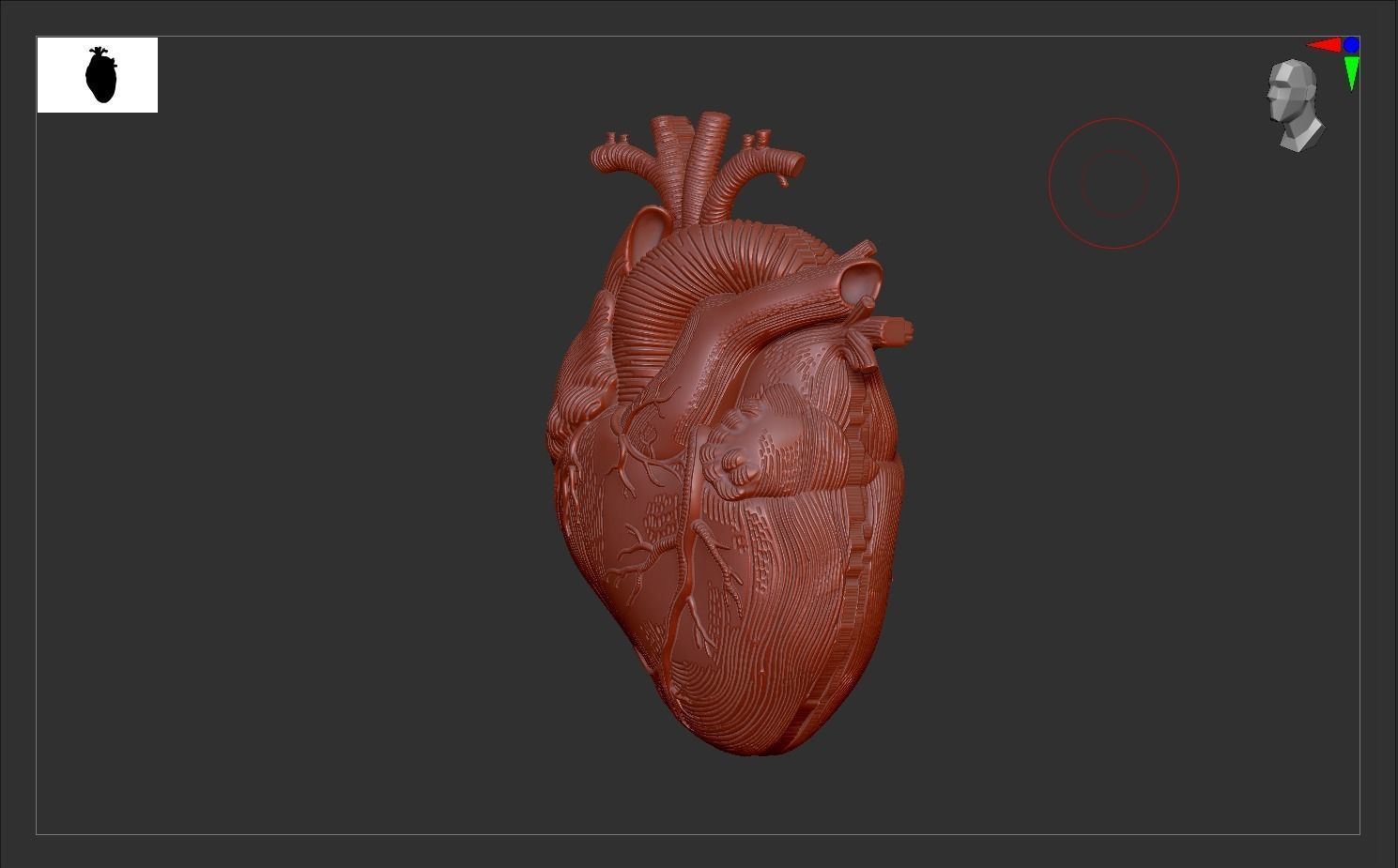 Heart Print human 3D print model 3D print model_10