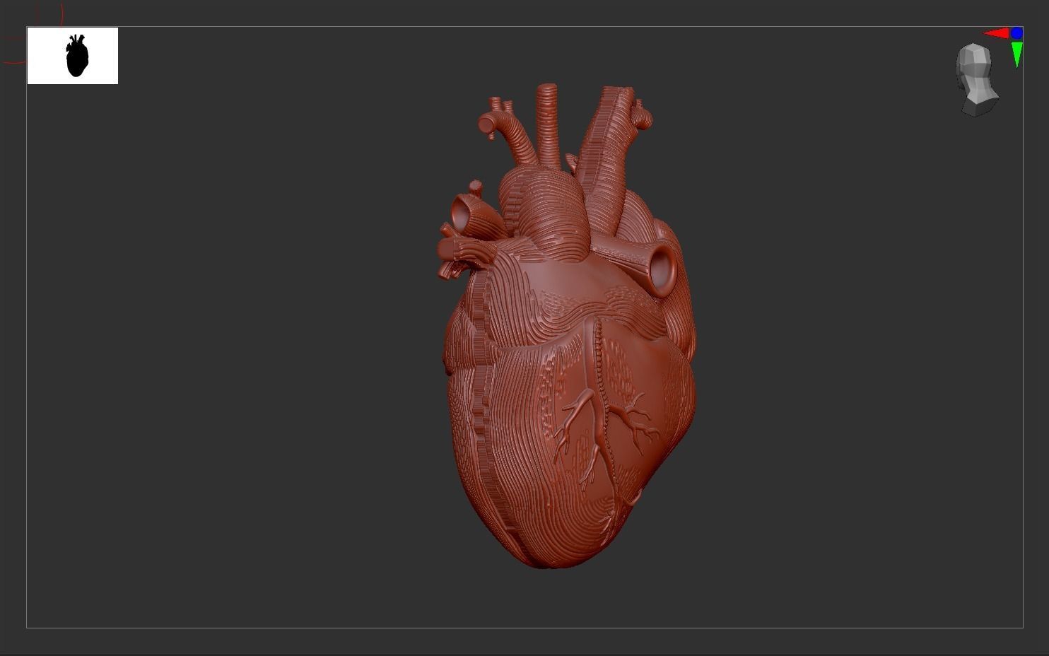 Heart Print human 3D print model 3D print model_8