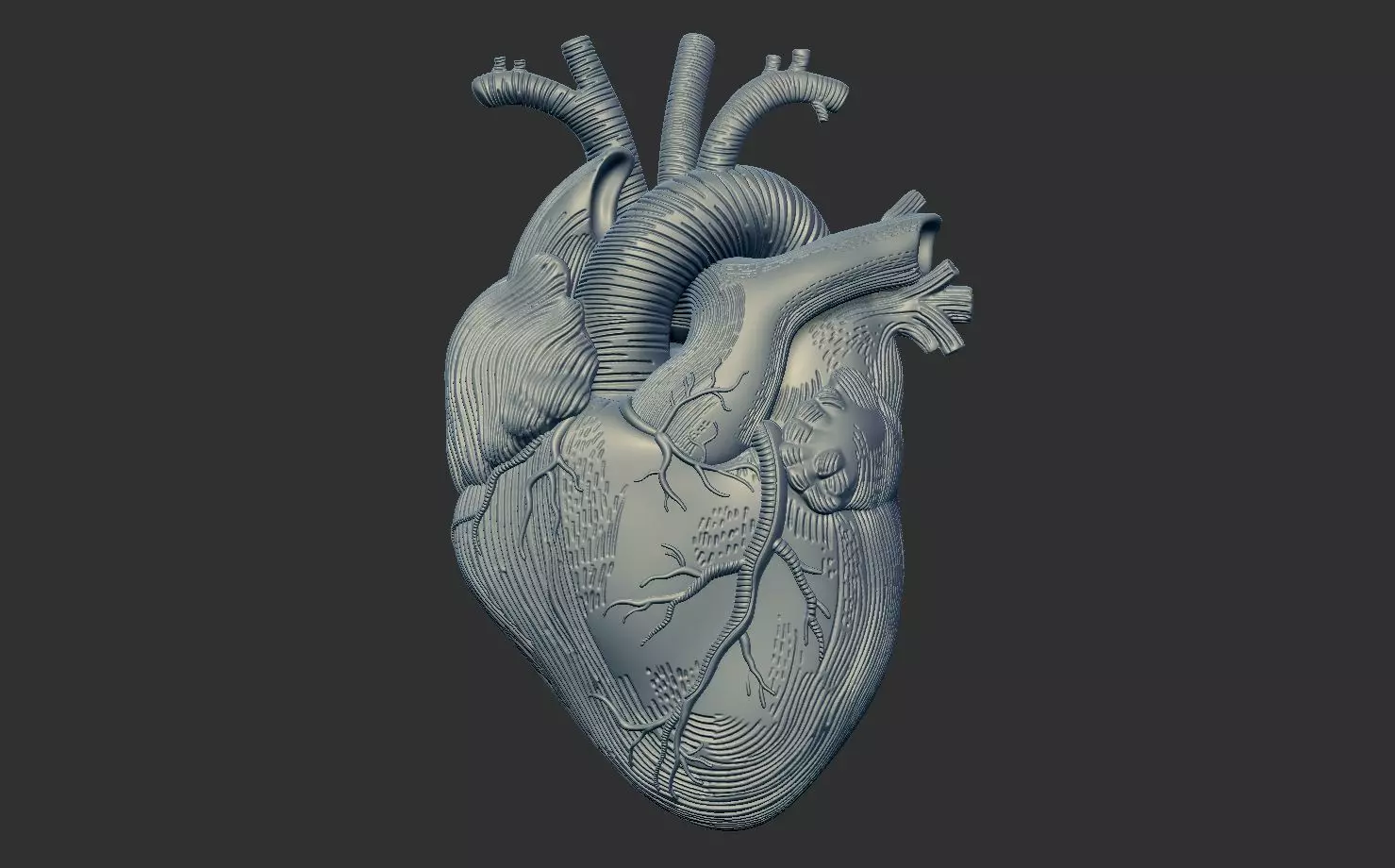 Heart Print human 3D print model 3D print model_0