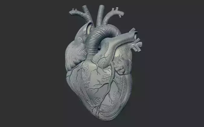 Heart Print human 3D print model 3D print model