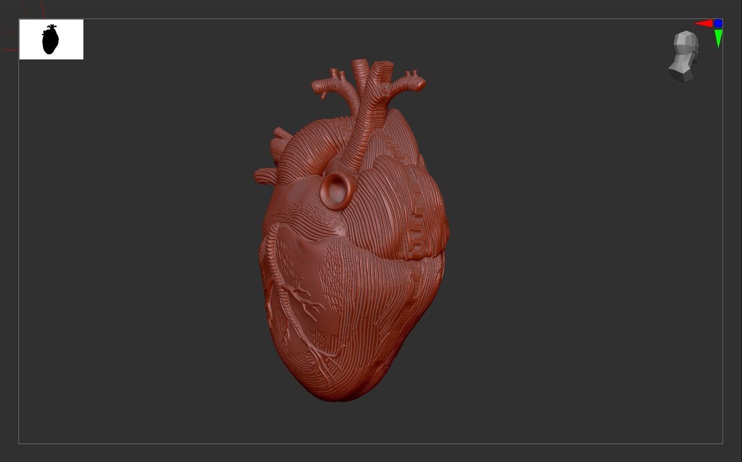 Heart Print human 3D print model 3D print model_6