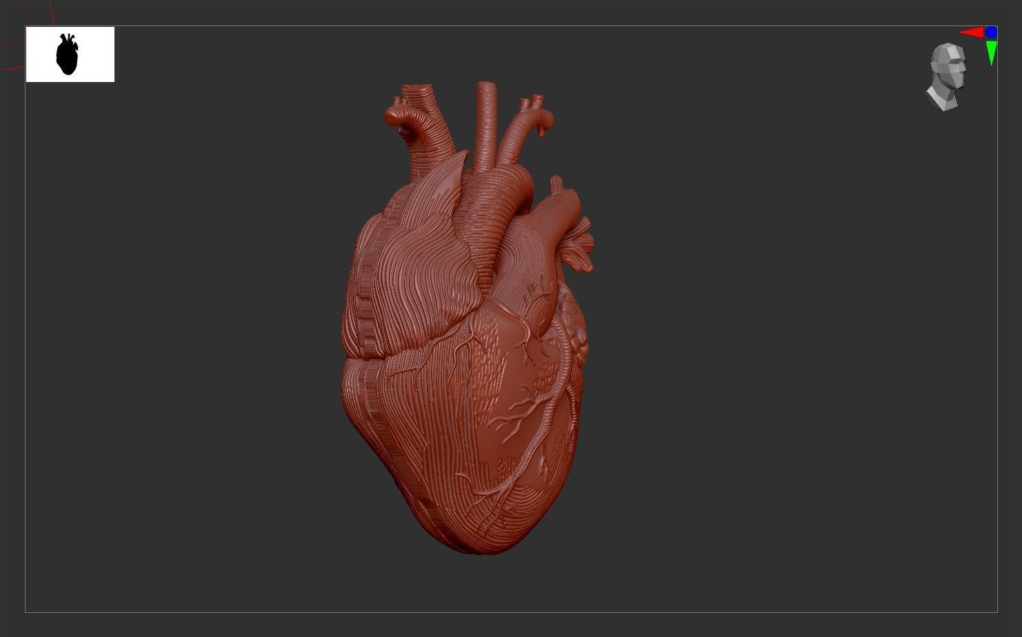 Heart Print human 3D print model 3D print model_4