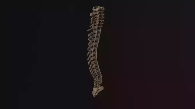 Human spine Low-poly 3D model