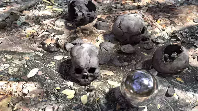 Human Skull Collection